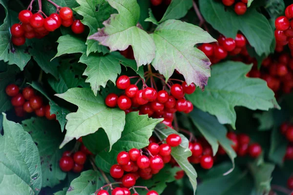 Rama viburnum roja en el jardín. Viburnum viburnum opulus bayas y hojas al aire libre en otoño otoño. Ramo de bayas de viburnum rojo en una rama — Foto de Stock