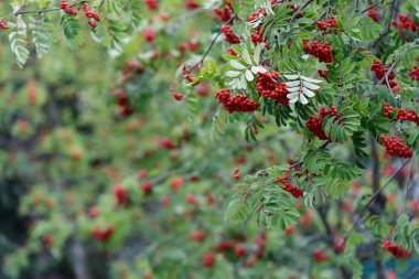 Rowan ağacı dalları üzerinde kırmızı rowan meyveleri, olgun rowan çilek closeup ve sonbahar bahçesinde yeşil yaprakları