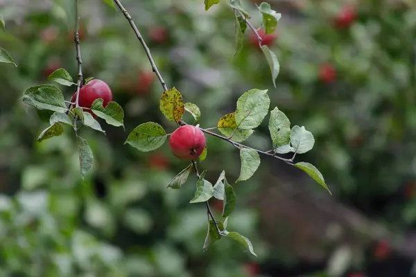 Manzanas orgánicas colgando de una rama de árbol, manzanas en el huerto, fruta de manzana de cerca —  Fotos de Stock