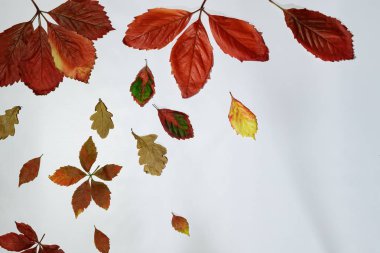 akçaağaç izole beyaz arka plan üzerinde renkli sonbahar sonbahar yaprakları