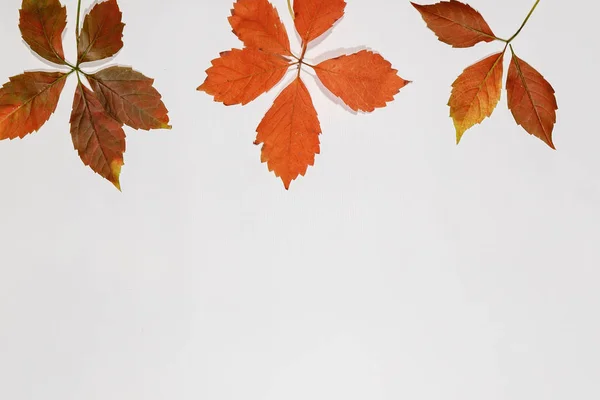 Outono colorido folhas bordo isolado no fundo branco — Fotografia de Stock