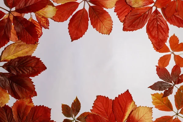 Outono colorido folhas bordo isolado no fundo branco — Fotografia de Stock