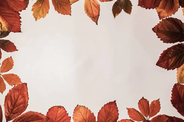 Outono colorido folhas bordo isolado no fundo branco — Fotografia de Stock