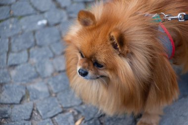 Evcil köpek ırkları. Pomeranian Spitz