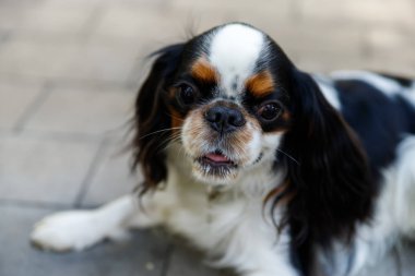 Şövalye Kral Charles Spaniel