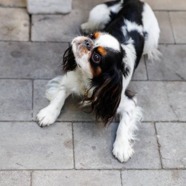 Şövalye Kral Charles Spaniel
