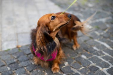 Uzun saçlı dachshund. Av köpekleri Nin ırkları.