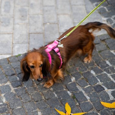 Uzun saçlı dachshund. Av köpekleri Nin ırkları.
