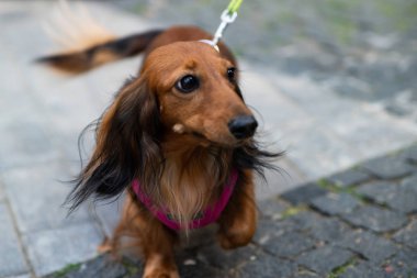 Uzun saçlı dachshund. Av köpekleri Nin ırkları.