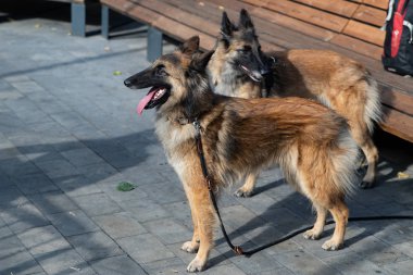 Belçika Çoban Servisi cins, bir çoban ve bir arama köpek niteliklerini birleştirerek.