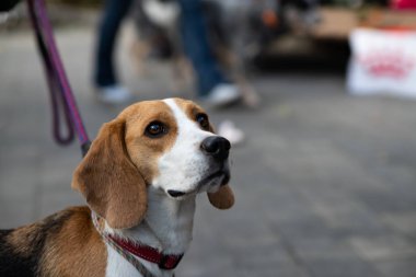Beagle İngiltere'de yetiştirilen av köpekleri bir cins.