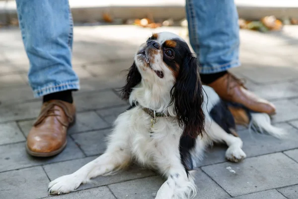 Şövalye Kral Charles Spaniel