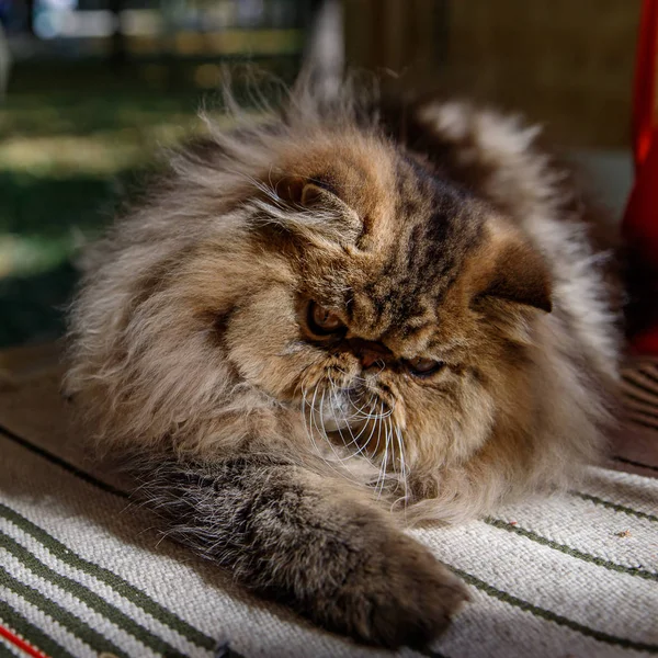 Gato persa. Animal adulto. El gato fue fotografiado de cerca en un paseo por el parque . — Foto de Stock