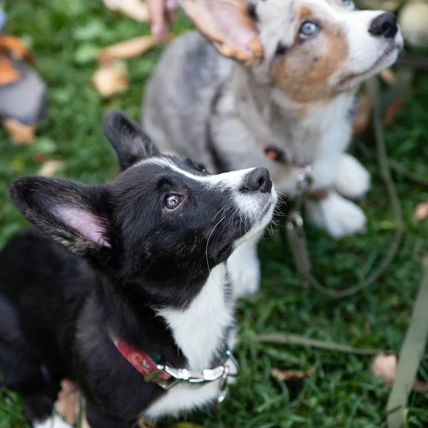 Kardigan Welsh Corgi to rasa owczarków karłowatych. Pochodzenie Walii, Wielka Brytania. — Zdjęcie stockowe