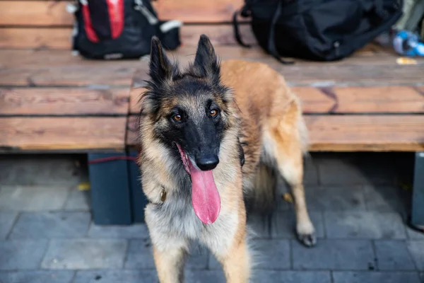 Belgijski Shepherd Service rasy, łącząc cechy Pasterza i psa wyszukiwania. — Zdjęcie stockowe