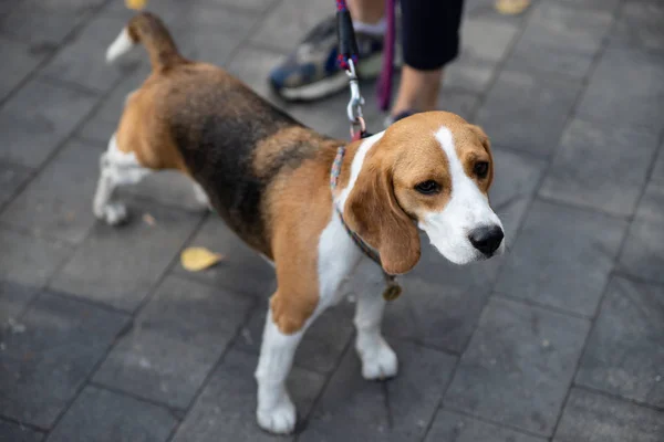 Beagle jest rasą psów myśliwskich hodowanych w Wielkiej Brytanii. — Zdjęcie stockowe