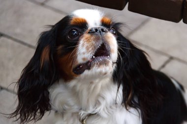 Şövalye Kral Charles Spaniel