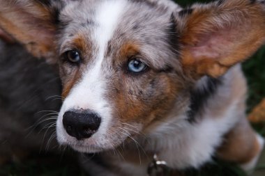 Galler Corgi hırka cüce çoban köpekleri bir cins. Galler'in Kökeni, Birleşik Krallık.