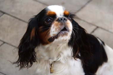 Şövalye Kral Charles Spaniel