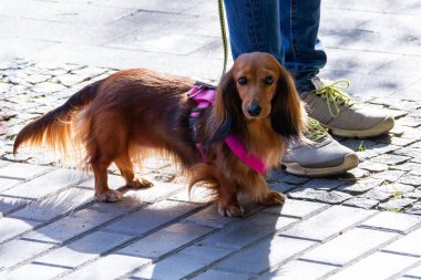 Uzun saçlı dachshund. Av köpekleri Nin ırkları.