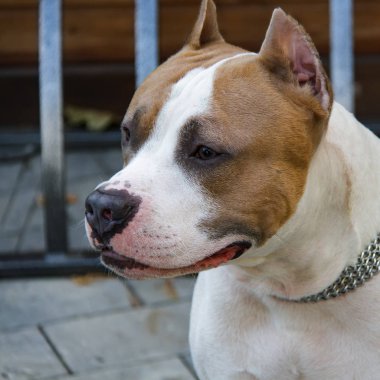 Amerikan Pitbull Terrier