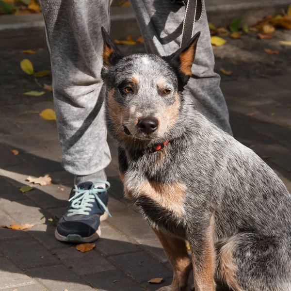 Perro de ganado australiano . —  Fotos de Stock