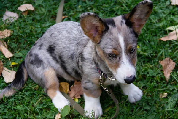 Welsh Corgi Cardigan is een ras van dwerg herdershonden. Oorsprong van Wales, VK. — Stockfoto