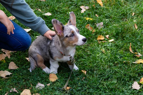 Welsh Corgi cardigan é uma raça de cães pastores anões. Origem de Gales, Reino Unido . — Fotografia de Stock