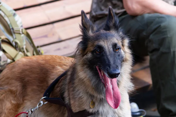 Belgian Shepherd Service breed, combining the qualities of a shepherd and a search dog.