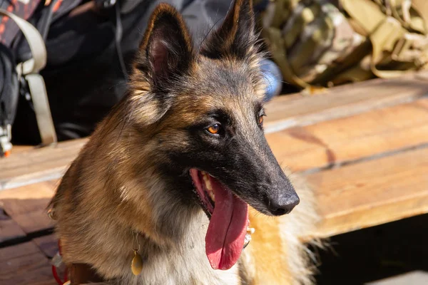 Belgijski Shepherd Service rasy, łącząc cechy Pasterza i psa wyszukiwania. — Zdjęcie stockowe