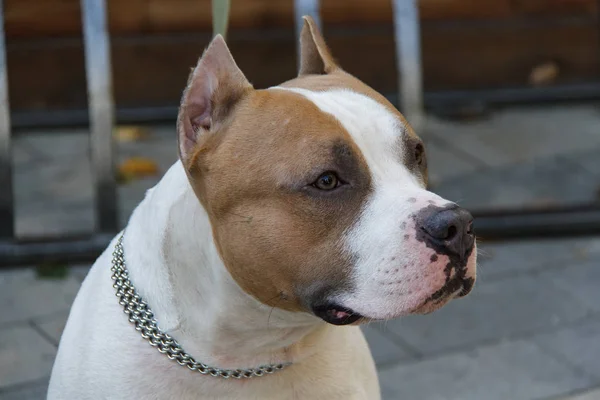 The American Pit Bull Terrier