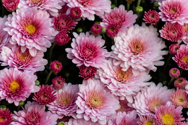 Chrysanthemen-Meer. malerisches buntes Kunstbild. — Stockfoto