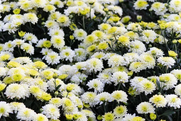 Sea of Chrysanthemums. Picturesque colorful art image. — Stock Photo, Image
