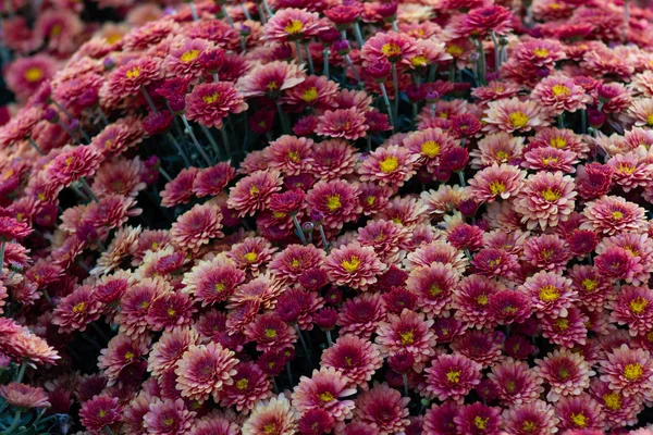 Sea of Chrysanthemums. Picturesque colorful art image.