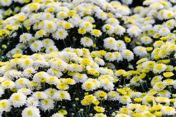 Sea of Chrysanthemums. Picturesque colorful art image. — Stock Photo, Image