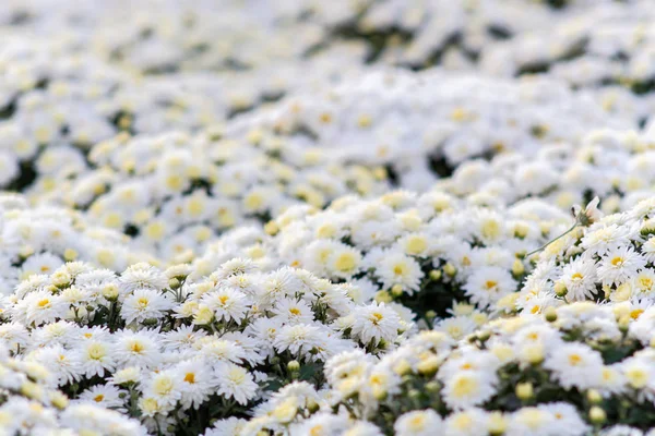 Sea of Chrysanthemums. Picturesque colorful art image. — Stock Photo, Image