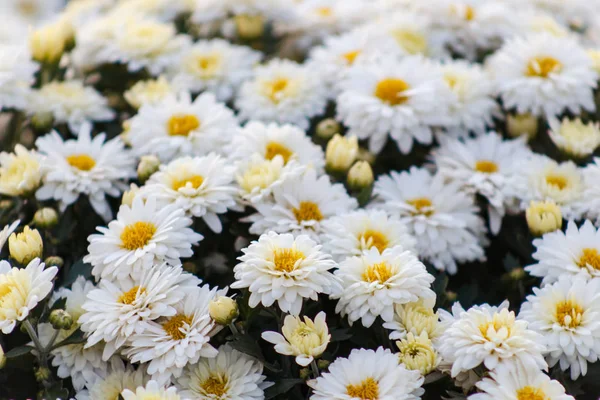 Chrysanthemen-Meer. malerisches buntes Kunstbild. — Stockfoto