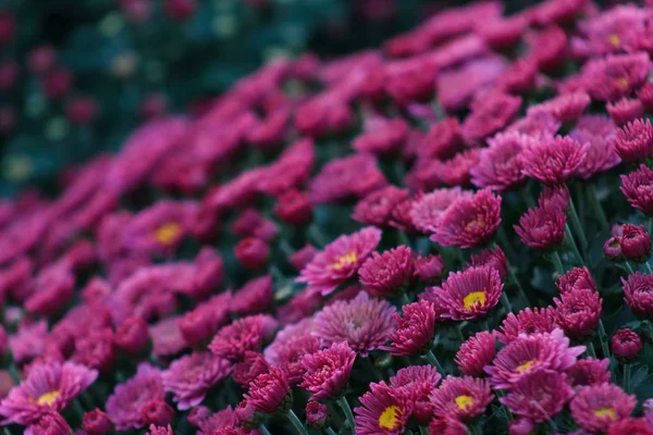 Sea of Chrysanthemums. Picturesque colorful art image. — Stock Photo, Image