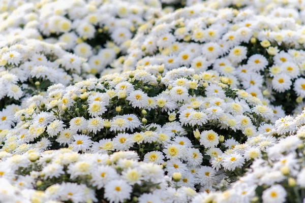 Sea of Chrysanthemums. Picturesque colorful art image. — Stock Photo, Image