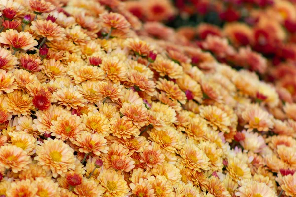 Sea of Chrysanthemums. Picturesque colorful art image.