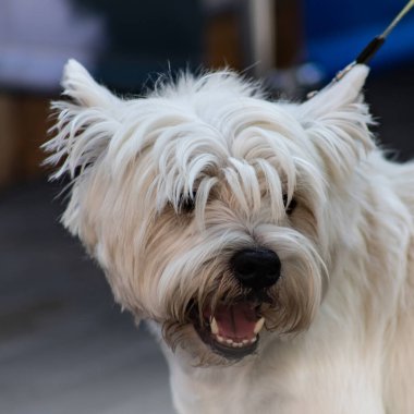 Hollandse smoushond bir av köpeği türüdür. Hollanda dışında çok az şey bilinmektedir..