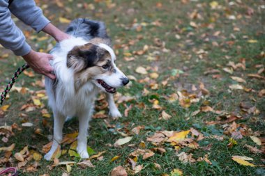 Sonbahar parkında sarı yapraklı Avustralya çoban portresi
