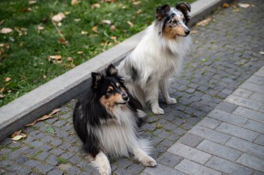 Bir grup şirin siyah samur beyaz shetland çoban köpeği. İnanılmaz küçük çoban köpeği, dışarıda gülümseyen evcil köpekler.
