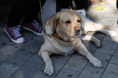Altın Labrador Retriever bir sonbahar günü sokakta portresi