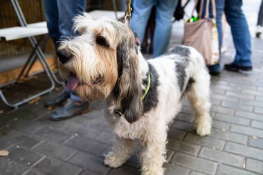 Köpeklerin köpek portresi vardır.