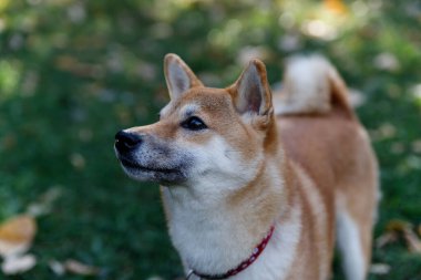 Tilkiye benzeyen bir köpek bir Shiba inusudur. Sonbahar ormanında yürü.
