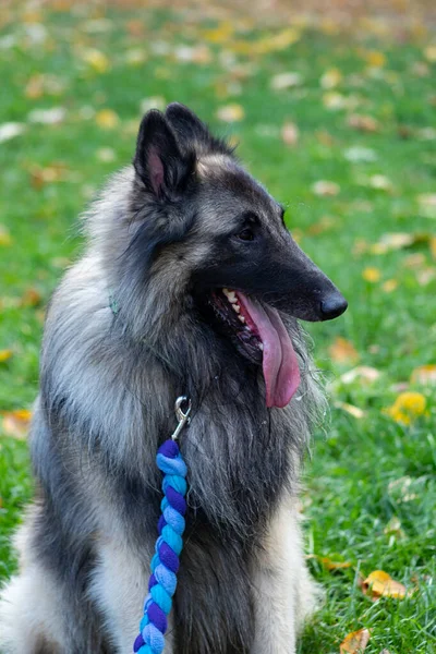 Cão, pastor belga Tervuren na floresta — Fotografia de Stock