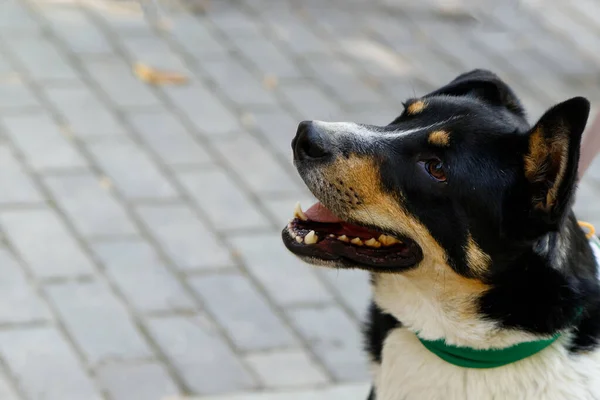 Roztomilý a pozorný horský pes Appenzell — Stock fotografie