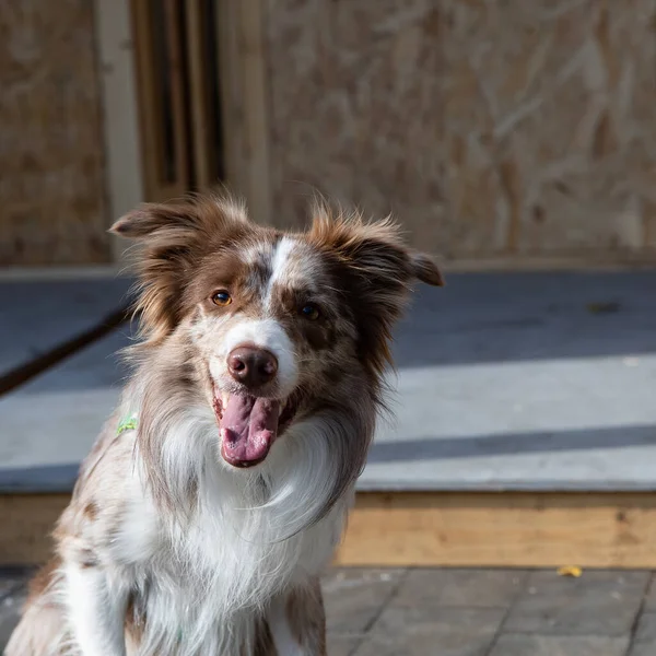 Biało-brązowy Border Collie dog. Stara angielska rasa mądrych i poruszających się psów pasterskich średniej wielkości — Zdjęcie stockowe