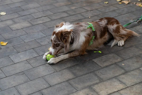 Biało-brązowy Border Collie dog. Stara angielska rasa mądrych i poruszających się psów pasterskich średniej wielkości — Zdjęcie stockowe